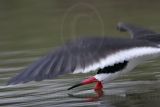 _MG_7256-Black Skimmer.jpg