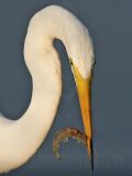 _MG_8292-Great Egret.jpg