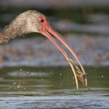 _MG_8576s_White_Ibis.jpg
