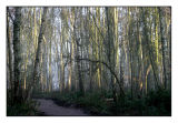 Charnwood - Outwoods