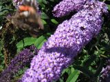 IMG_1415.jpg