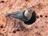 White-breasted Nuthatch, Audubon fieldtrip _EZ66065 copy.jpg