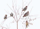 Bohemian Waxwings with 1 Cedar Waxwing, Yakima _EZ68899 copy.jpg