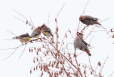 Bohemian Waxwing eating Mountain Ash berry, with 3 Cedar Waxwings, Yakima_EZ68901 copy.jpg