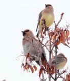 Bohemian Waxwing with 2 Cedar Waxwings, Yakima _EZ69032 copy.jpg