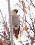 Bohemian Waxwing, Yakima _EZ69066 copy.jpg