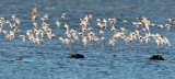 2 Red Knots with Dunlin, Sanderlings, and Peep Sandpipers_EZ64395 copy.jpg