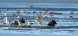 Red Knots _EZ65627 copy.jpg