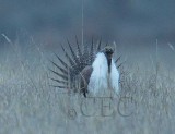 Sage Grouse, male, North Central Washington_EZ32423 copy.jpg
