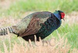 Green Pheasant or similar, Potholes State Park _EZ52809 copy.jpg