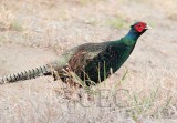 Green Pheasant or similar, Potholes State Park  _EZ52814.jpg