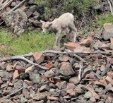 Chukar and Big Horn Sheep lamb _EZ62355 copy.jpg