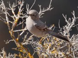 Townsend's Solitaire_EZ52347 copy.jpg