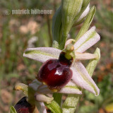 wild orchids