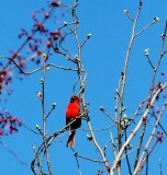 Singing, Trying out the New 75 to 300 Lens