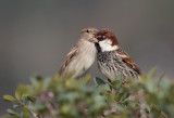 Spanish Sparrows