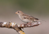 Spanish Sparrow