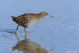 Porciglione (Rallus aquaticus)