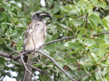 African Grey Hornbill, Grijze Tok