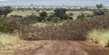 Red-Billed Quelea, Roodbek Wever