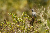 Great Pampa-Finch, Pampa Gors