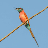 Nothern Carmine Bee-eater,Noordelijke Karmijnrode Bijeneter