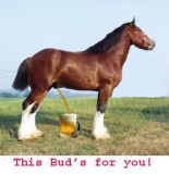 rb Poster Bud 1.jpg