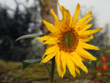 Sunflower Haiku # 13