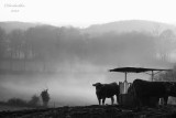 # 18 - B & W - Mooing in Misty Mono-tone!