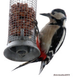 # 2 - Greater Spotted Woodpecker