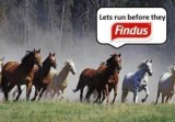 Equine troubles