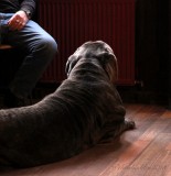 Neapolitan Mastiff