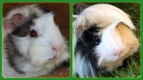 Aprils Adjectives - #11 - CUTE