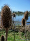 Aprils Adjectives - #12 - SPIKY