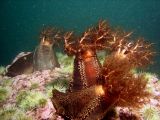 A gathering of sea cucumbers