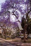 Os Jacarandás de Faro