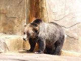 Grizzly Milwaukee County Zoo