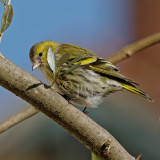 Spinus spinus  - Tarin des aulnes - European Siskin