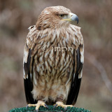 Aquila heliaca - Aigle impérial - Eastern Imperial Eagle