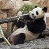 Panda Gant - Giant Panda (Ailuropoda melanoleuca)