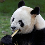Panda Gant - Giant Panda (Ailuropoda melanoleuca)