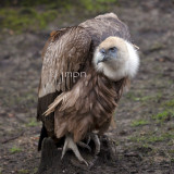 Gyps fulvus - Vautour fauve - Griffon Vulture