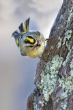 Golden-crowned Kinglet and spider.jpg