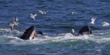 Whales and gulls.jpg