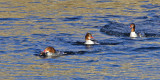 Common merg with fish and 2 watching.jpg