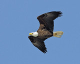 Bald Eagle flying.jpg
