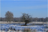 Strensall Common