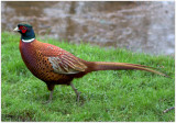 Pheasant