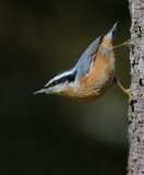 Red-breasted Nuthatch