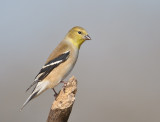 American Goldfinch